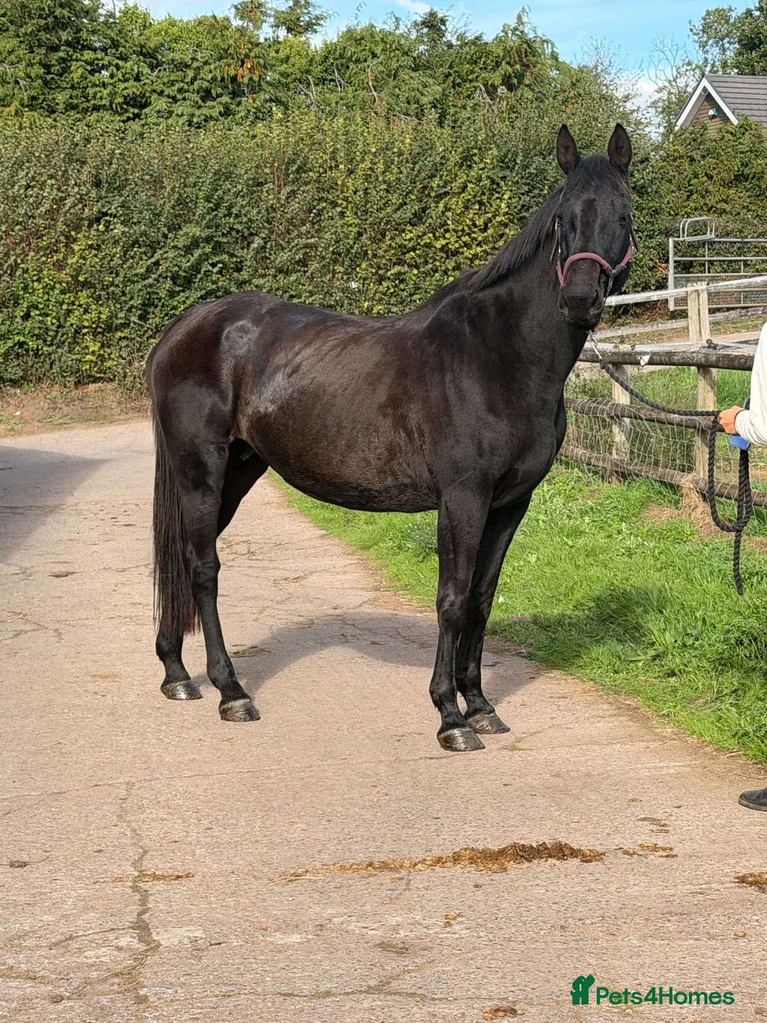 English Warmblood horses for sale: Big And beautiful - Winter project type  - Advert 1