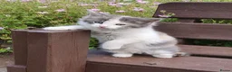 Mixed Breed cats for sale: Fluff and Tumble - Advert 13