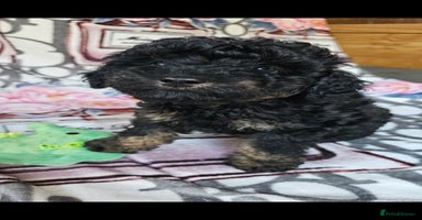 Cavapoo dogs - Advert 7