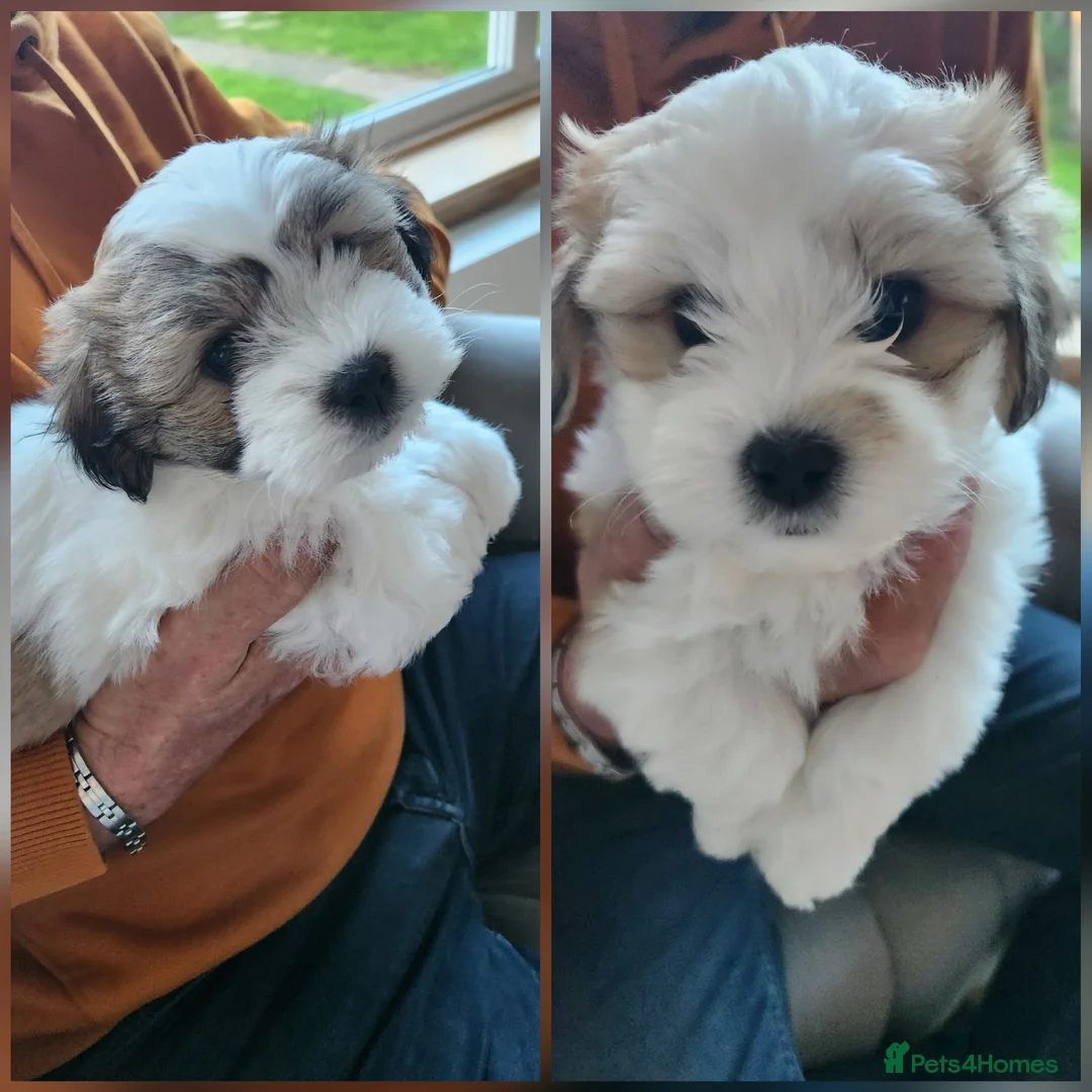 Mixed Breed dogs for sale: Lhaso Apso / Bicon Frise mix female puppies  in Dumfries - Advert 1
