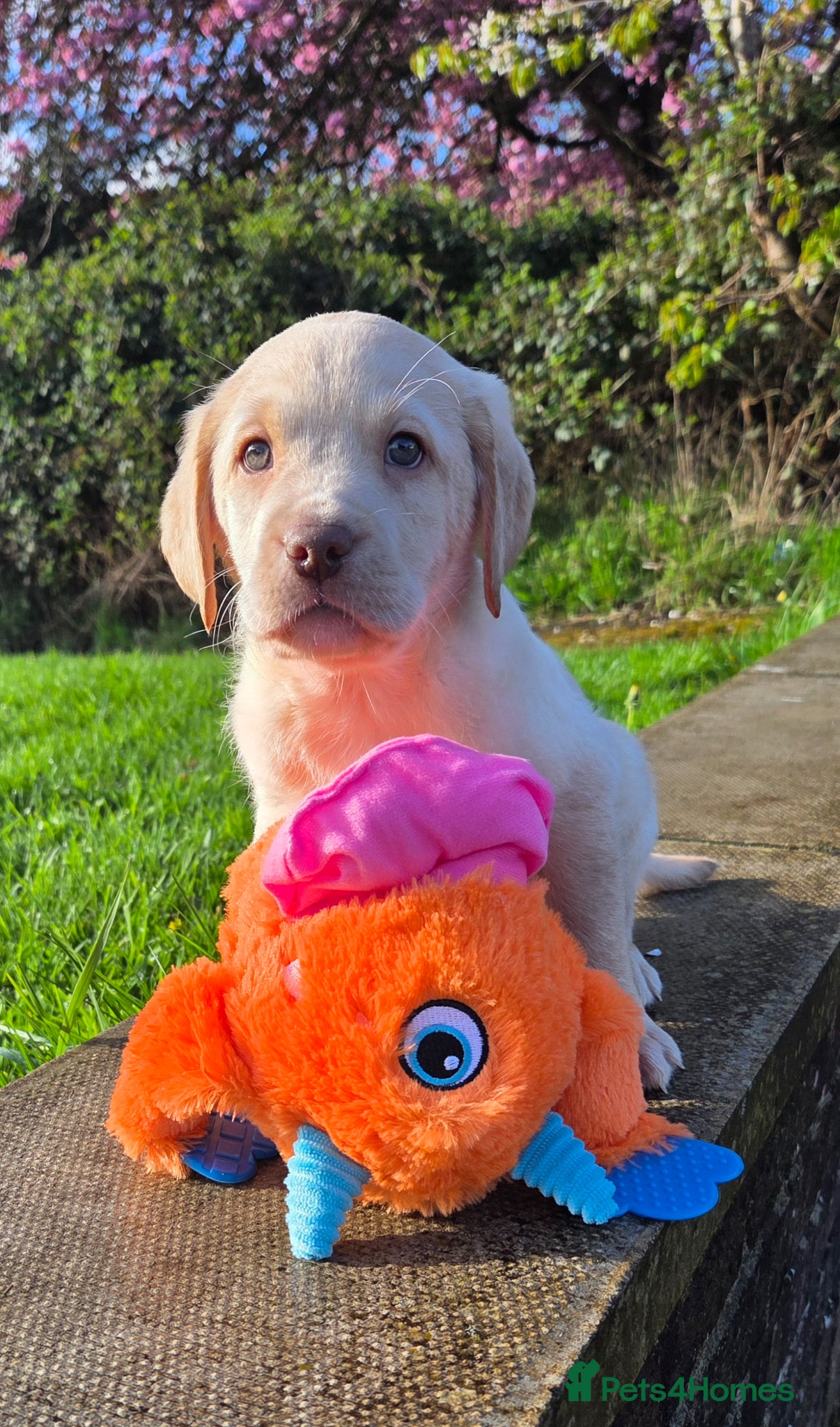 Labrador Retriever dogs Kc Registered quality labrador BOYS AVAILABLE  - Advert 10