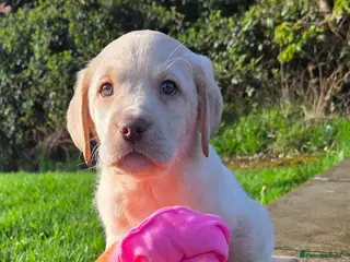 Labrador Retriever dogs Kc Registered quality labrador BOYS AVAILABLE - Advert 10