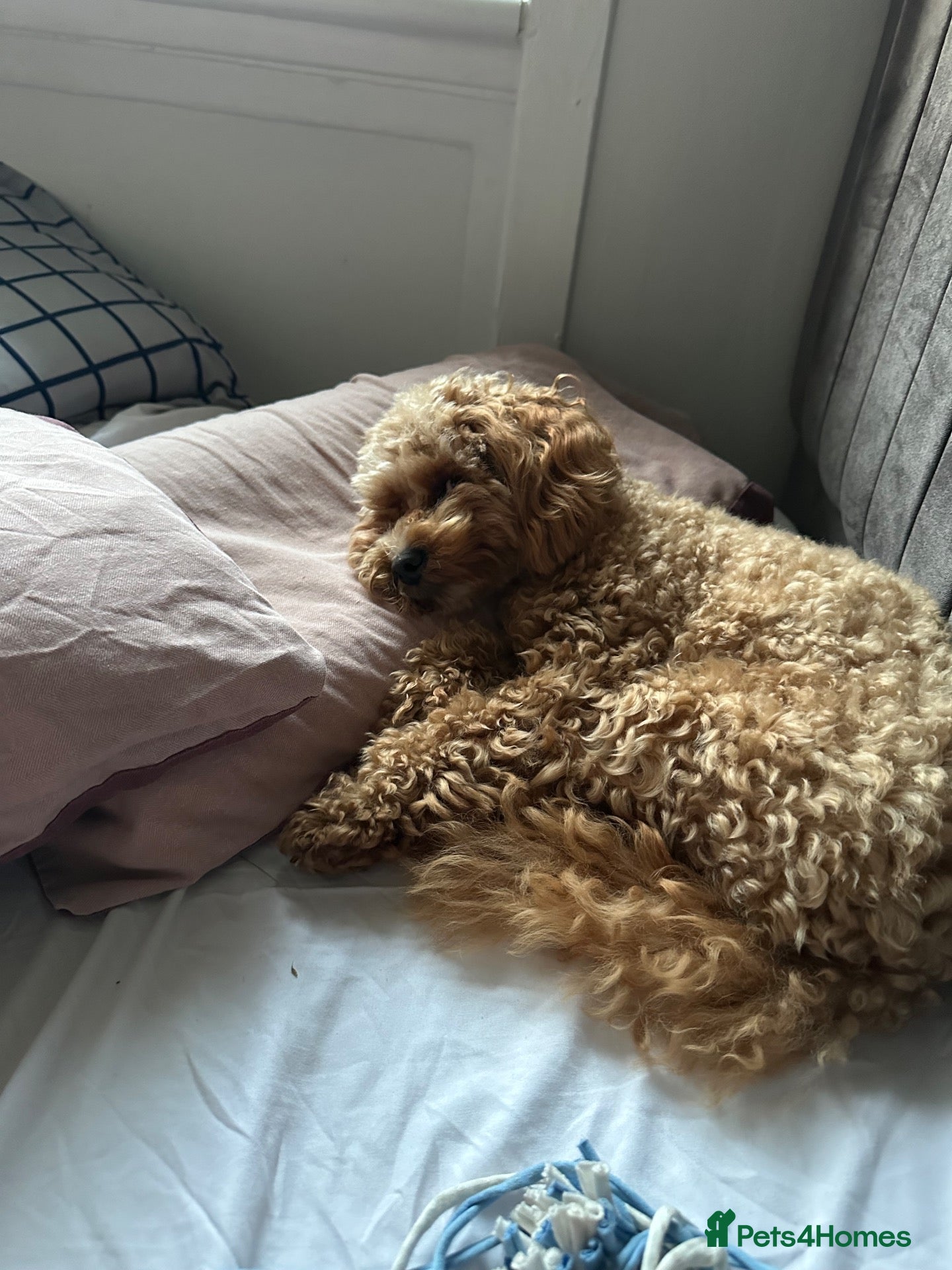 Poochon dogs Cookie - Advert 9