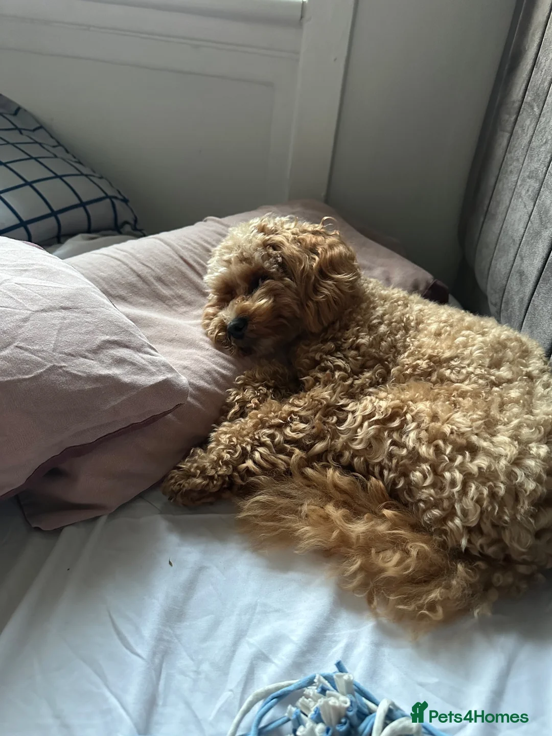 Poochon dogs for sale: Cookie - Advert 1