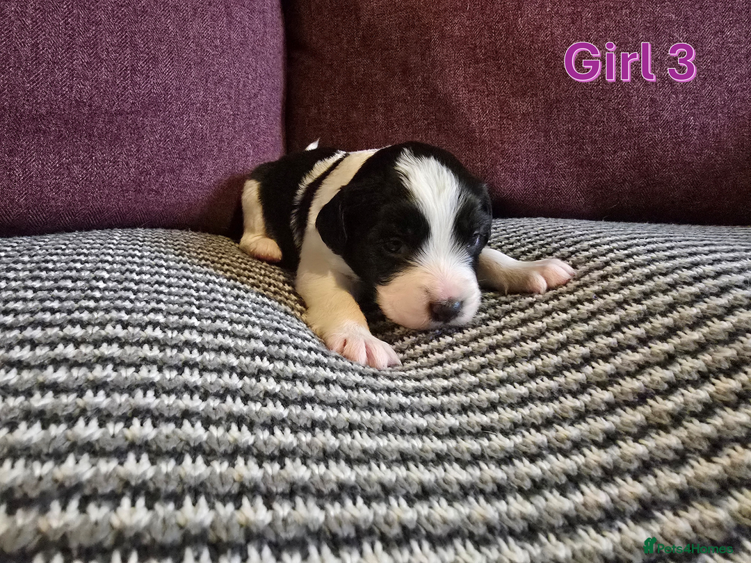 Sprollie dogs for sale: Sprollie Puppies - Image 21