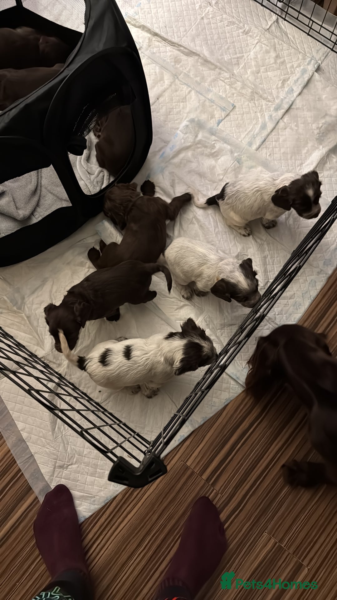Cocker Spaniel dogs for sale: Litter of Cocker Spaniels ready for New Year - Advert 6