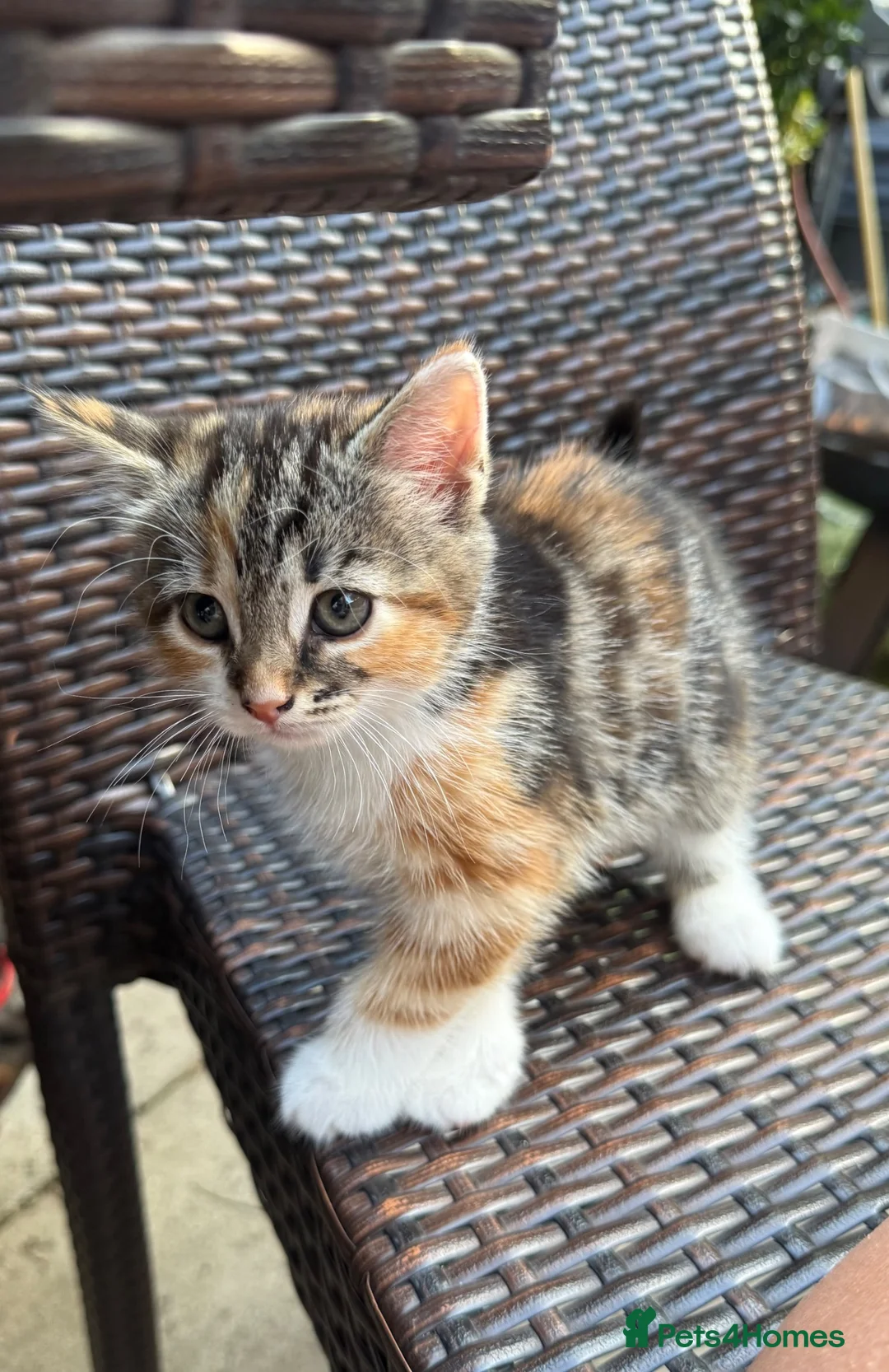Mixed Breed cats for sale: Calico Kittens for sale  in London - Advert 2