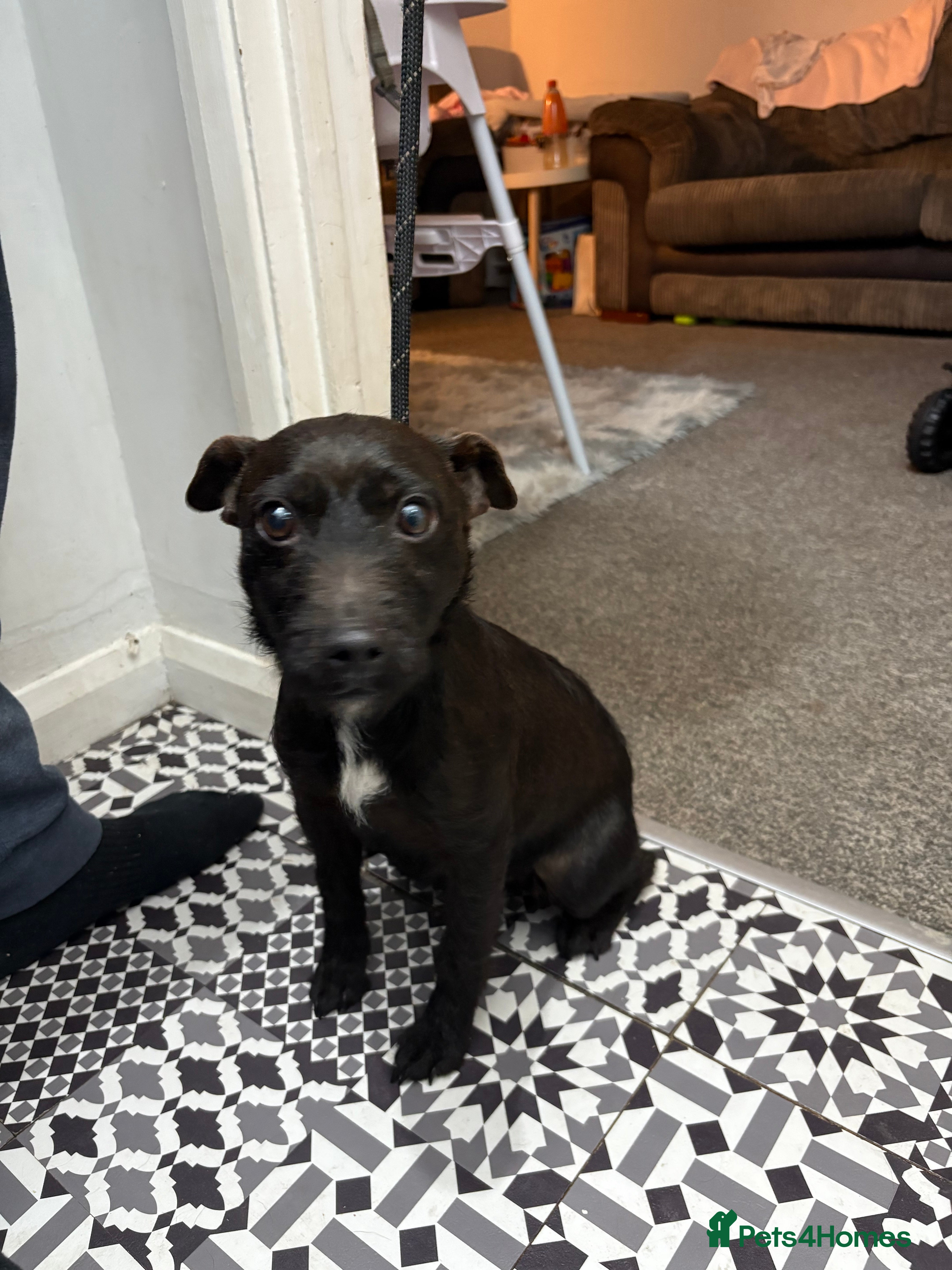 Patterjack dogs 3/4 patterdale 1/4 jack russel  - Advert 1