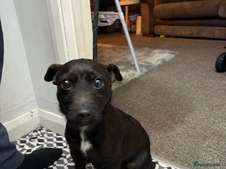 Patterjack dogs 3/4 patterdale 1/4 jack russel - Advert 3