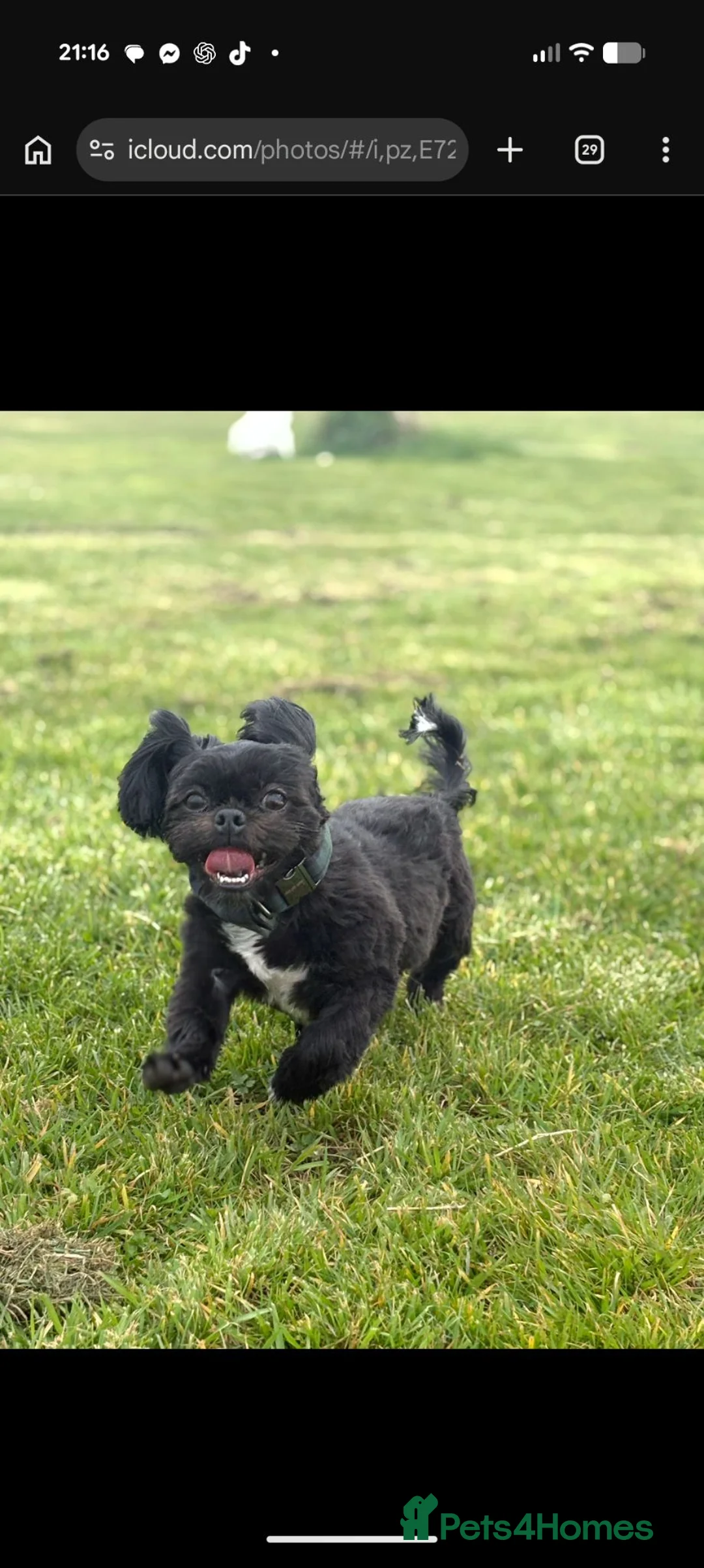 Shih Tzu dogs for sale: Bruce 8 month old in Driffield - Advert 2