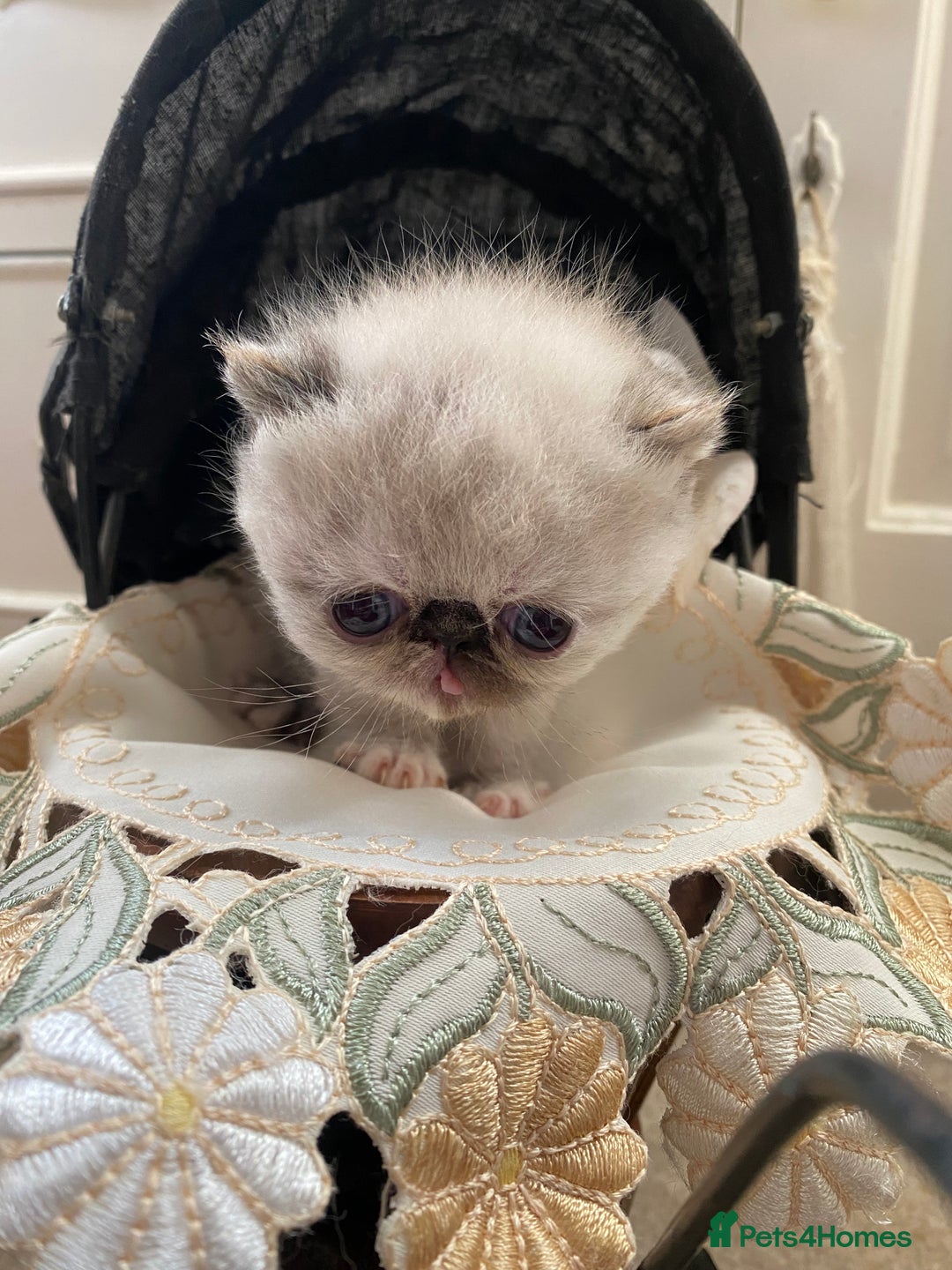 Exotic cats for sale: Outstanding exotic kittens  - Image 5