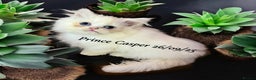 Munchkin cats for sale: Exceptional Quality & Extremely Rare Silver Minuet - Advert 18