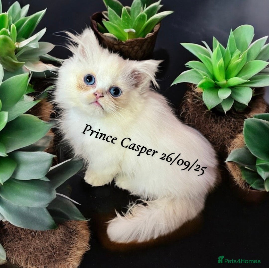 Munchkin cats for sale: Exceptional Quality & Extremely Rare Silver Minuet - Image 18