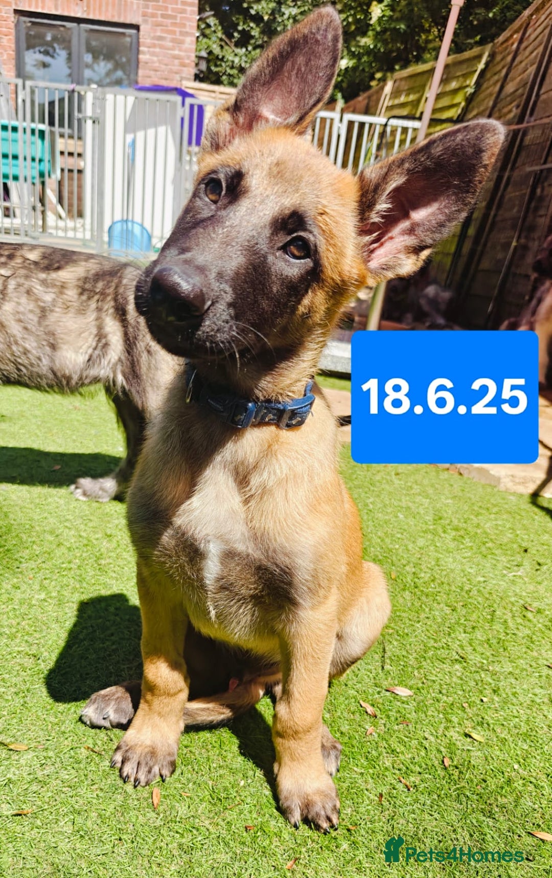 Belgian Shepherd Dog dogs for sale: KC Reg Belgian Shepherd Malinois pups for sale in Newport - Image 23