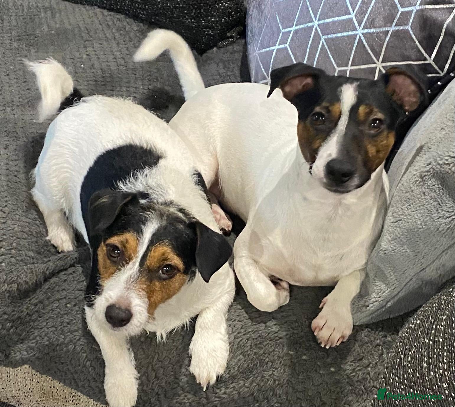 Jack Russell dogs Handsome Jack russle 6yrs old - Advert 3