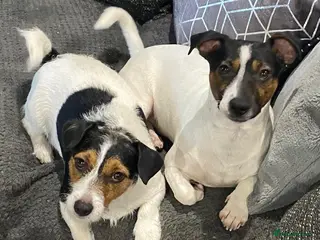 Jack Russell dogs Handsome Jack russle 6yrs old - Advert 3