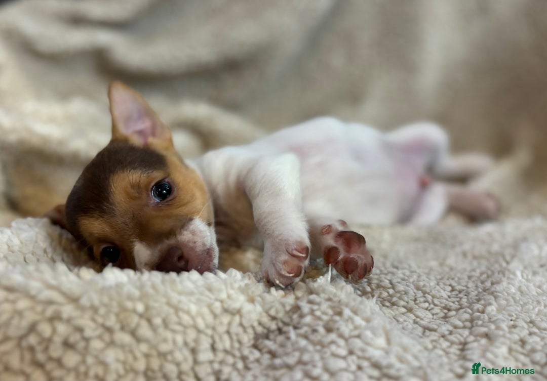 Jack Russell dogs for sale: Stunning Minature Jack Russell - Image 7