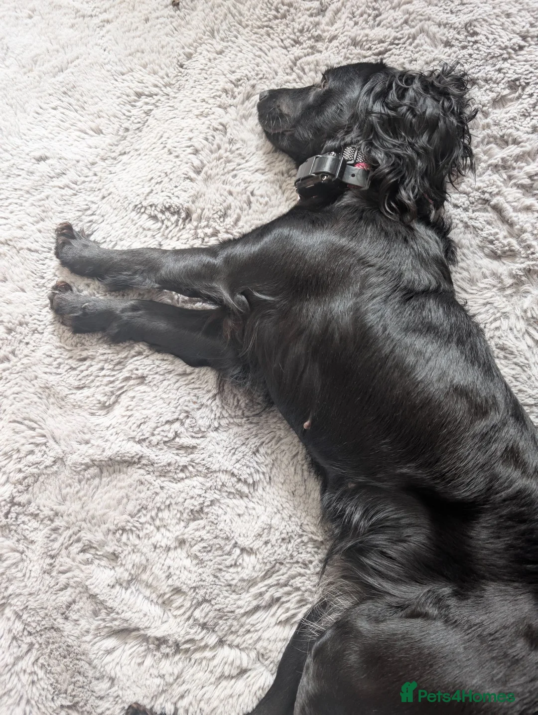 Cockapoo dogs for sale: Loving cockerpoo for sale  - Advert 5