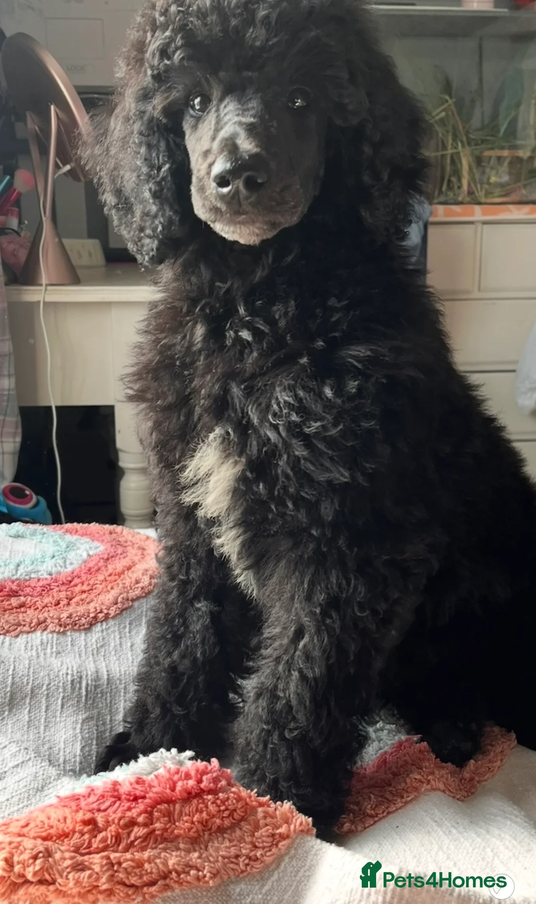 Standard Poodle dogs for sale: Standard poodle boy  - Advert 3
