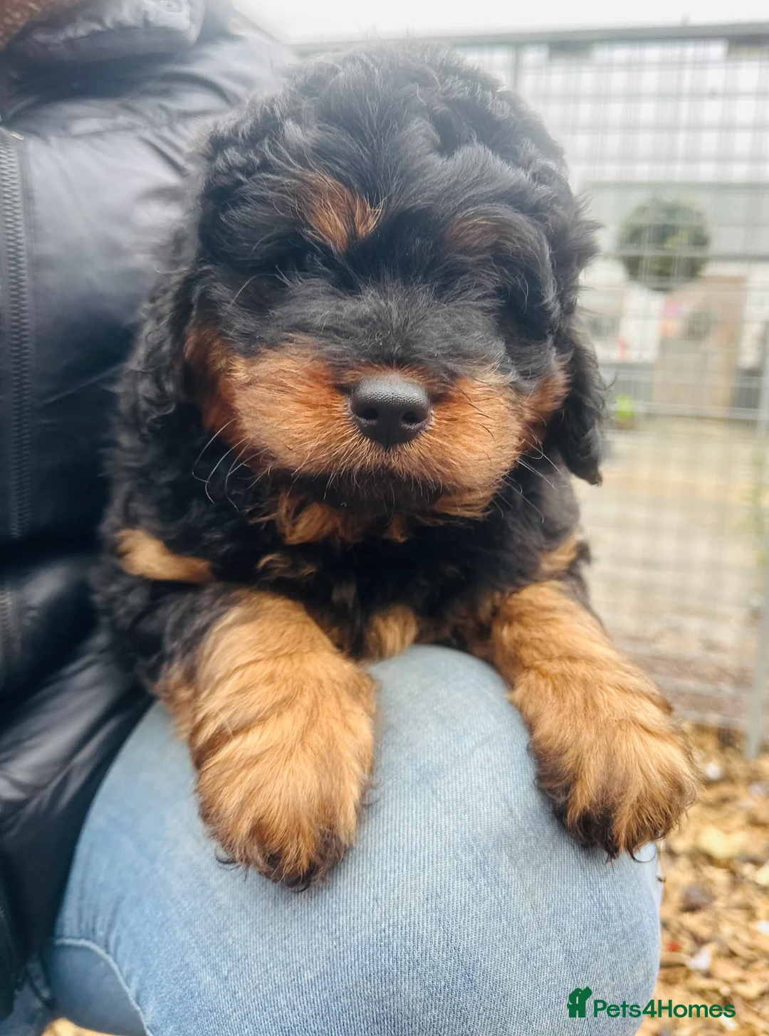Mixed Breed dogs for sale: Wow real life teddy bears 🧸  - Advert 4