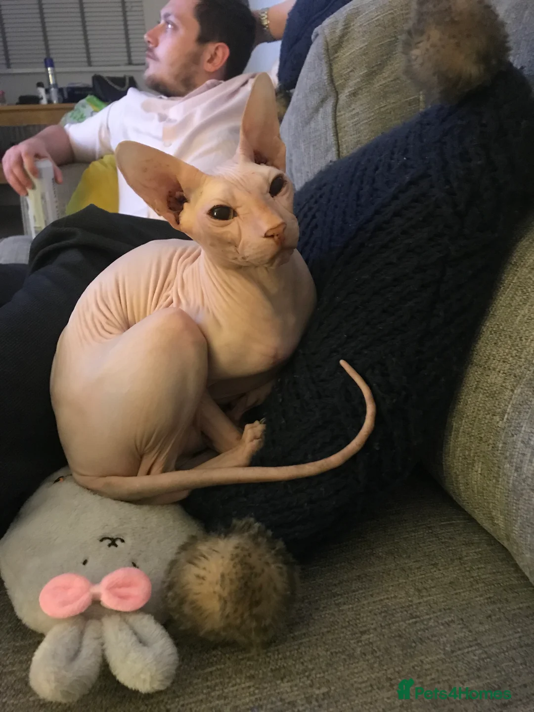 Sphynx cats for sale: 9 year old neutered male Sphynx cat  - Advert 8