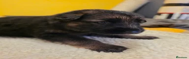 German Shepherd 10