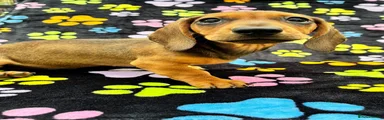 Dachshund 3