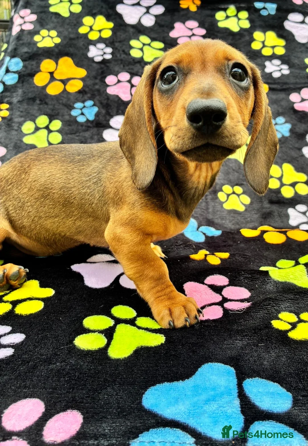 Dachshund dogs for sale: Dachshund Puppies ready for their forever homes - Advert 2