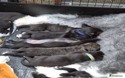 Mixed Breed dogs for sale: Mixed breed puppies  - Image 1