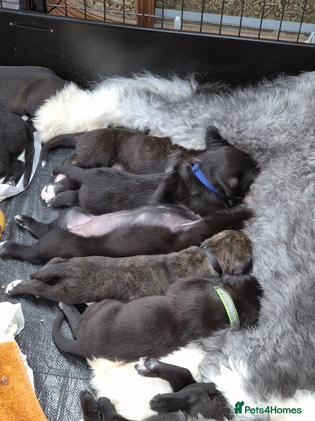 Mixed Breed dogs for sale: Mixed breed puppies  - Image 1