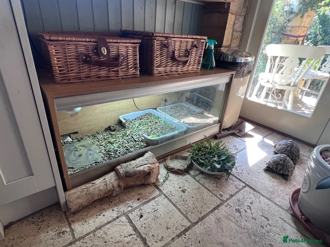 Hermann Tortoise reptiles for sale: Hermann tortoises(s) in Moreton-in-Marsh - Advert 5