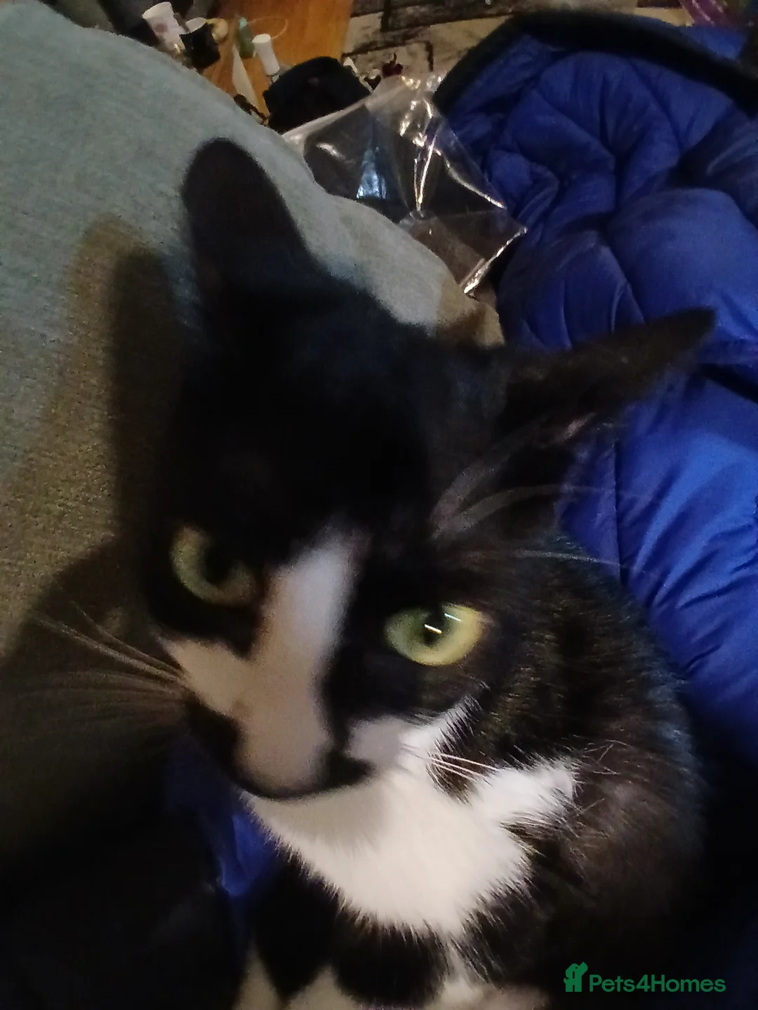 British Shorthair cats for sale: Meet my Millie  - Advert 5