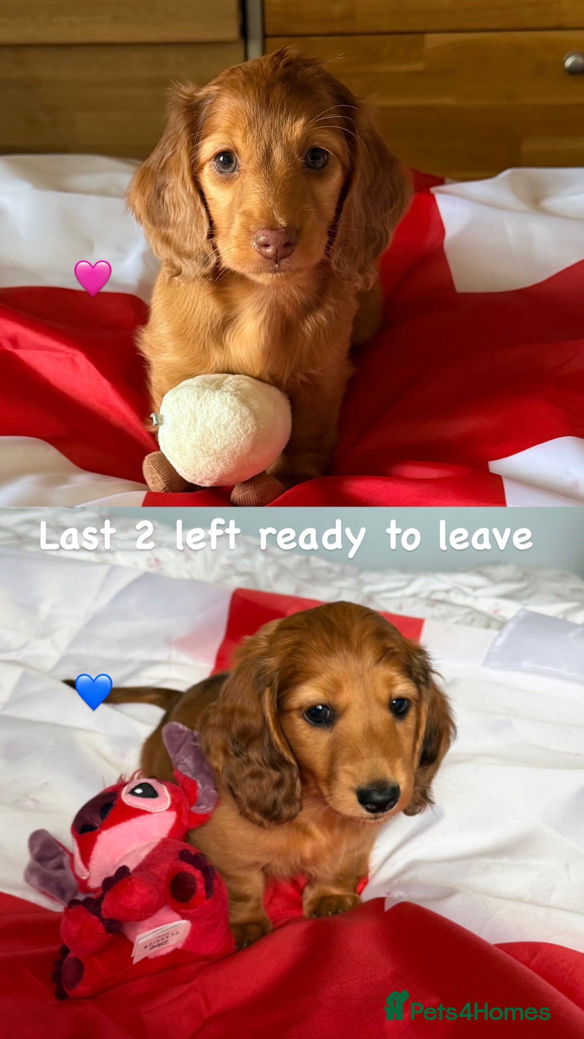 Miniature Dachshund dogs Ready to go 🏡 - Advert 11