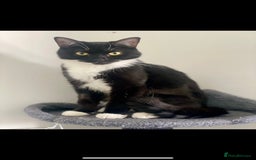 British Shorthair cats for sale: CAT looking for forever home - Image 2