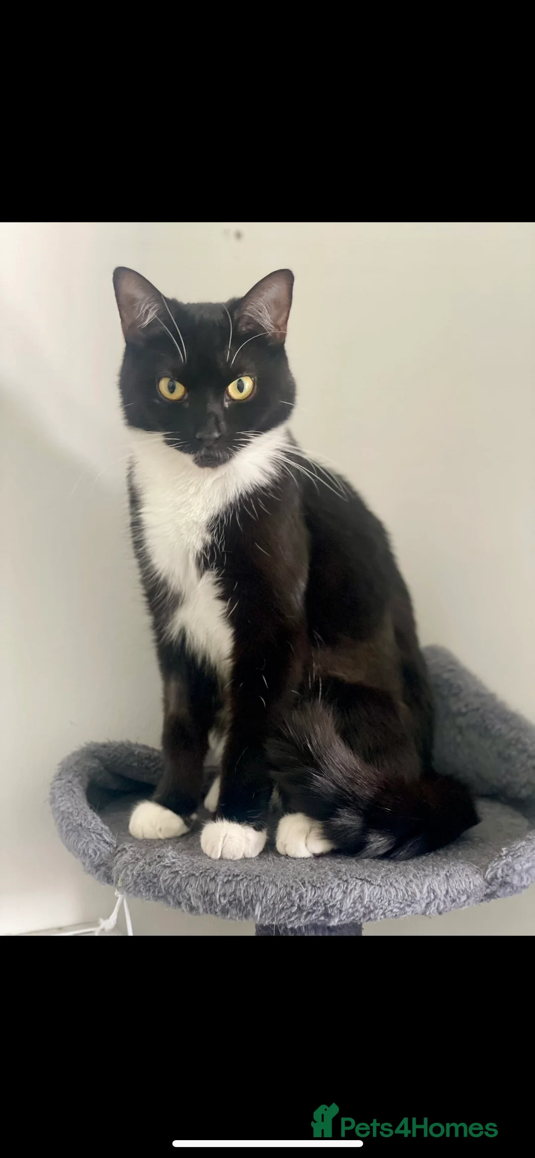 British Shorthair cats for sale: CAT looking for forever home - Advert 2