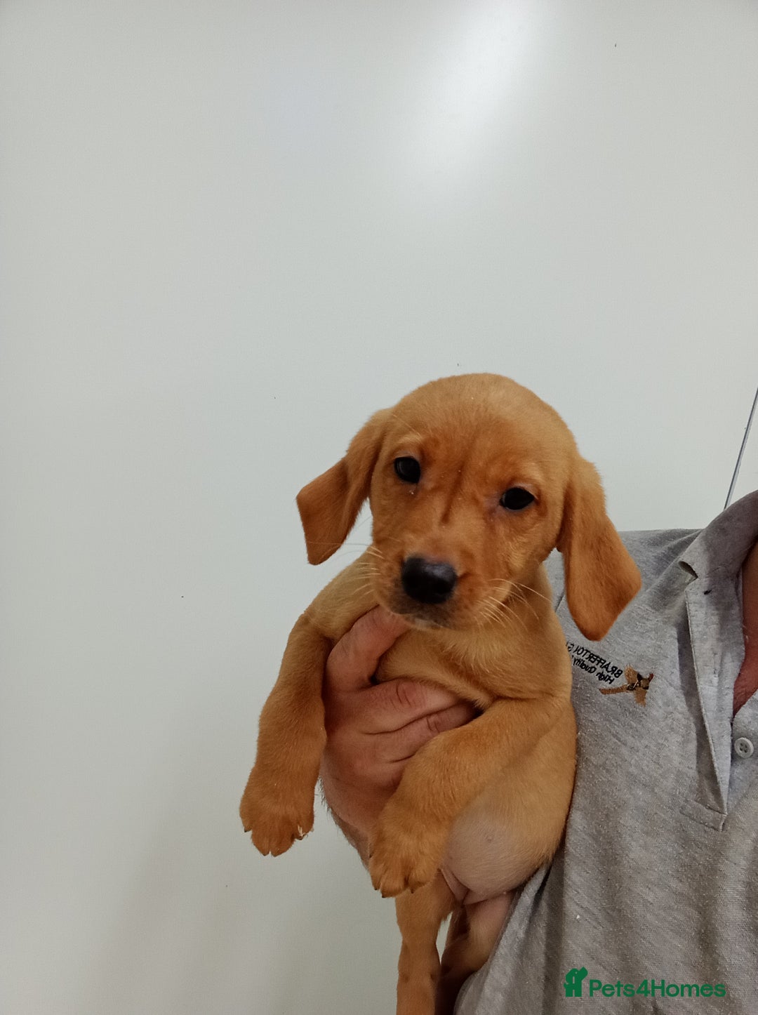 Labrador Retriever dogs for sale: Beautiful kc working Labradors - Image 1