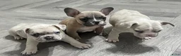 French Bulldog dogs for sale: 1 male French Bulldog Pup left  - Advert 4
