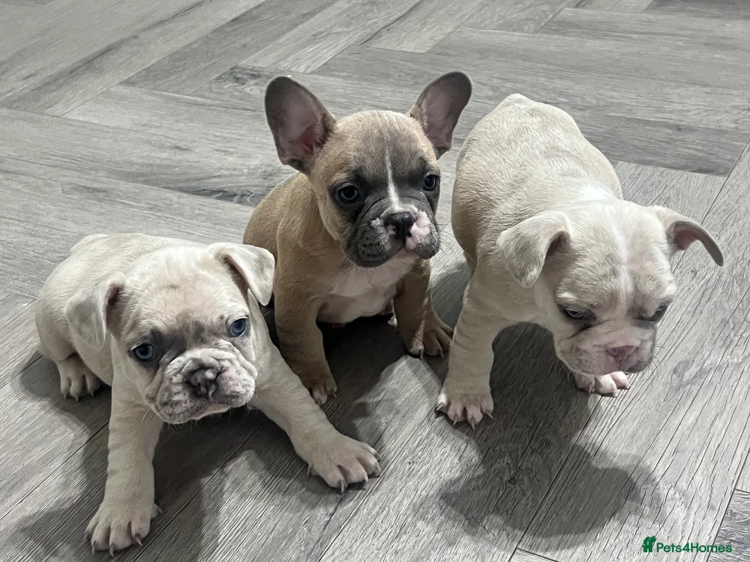 French Bulldog dogs for sale: 1 male French Bulldog Pup left  - Advert 4