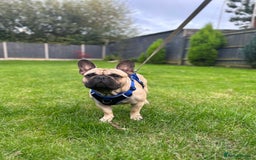 French Bulldog dogs for stud: French bulldog for stud *PROVEN* in Northampton - Image 2
