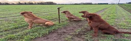 Labrador Retriever dogs for sale: Dark KC Fox Red Labrador puppy for sale  - Advert 5