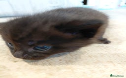 Maine Coon cats for sale: Kittens for sale half main coon - Image 10