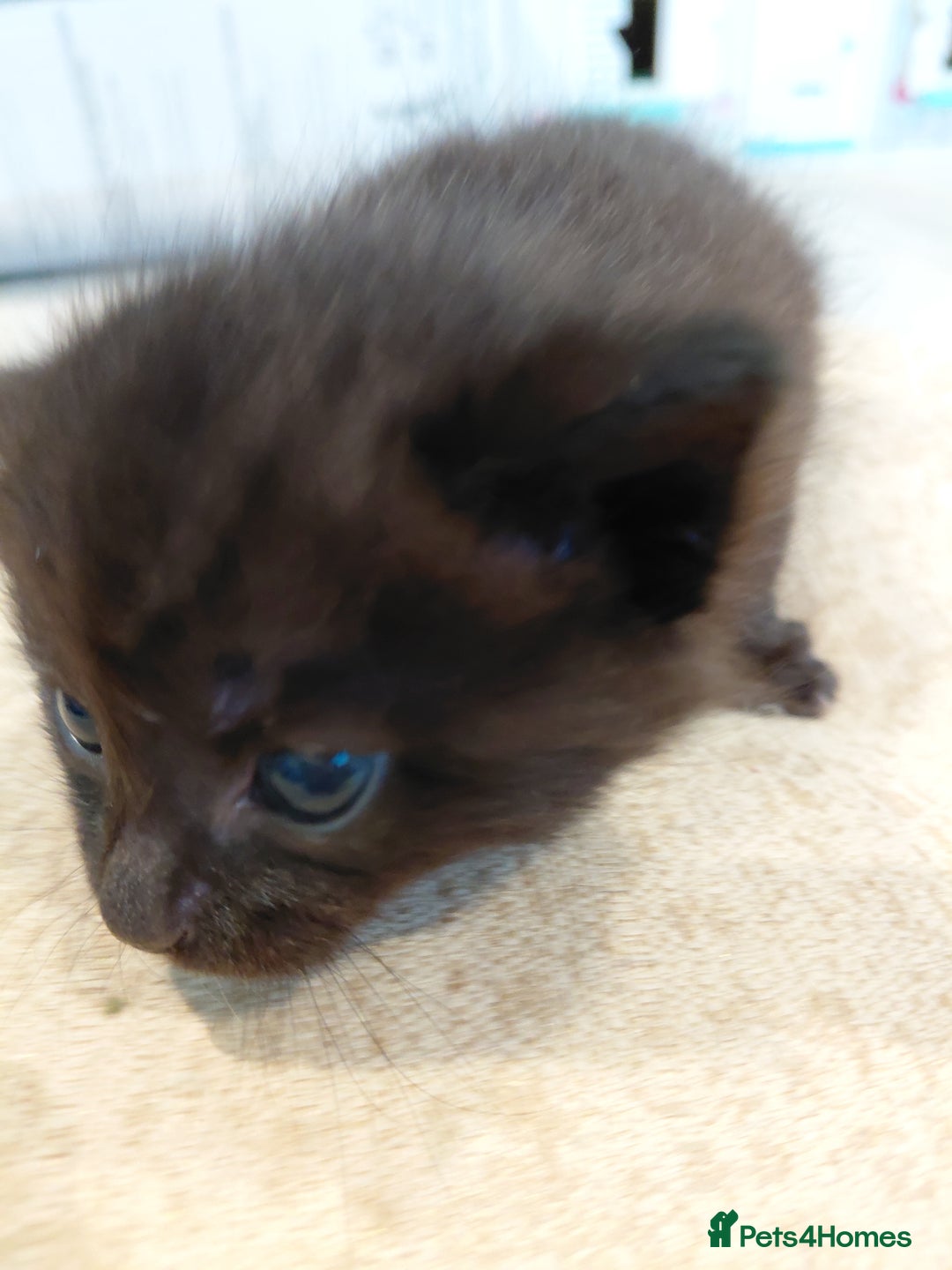Maine Coon cats for sale: Kittens for sale half main coon - Image 10