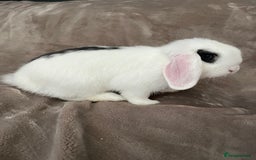 Mini Lop rabbits for sale: Mini lop for for sale - Image 3