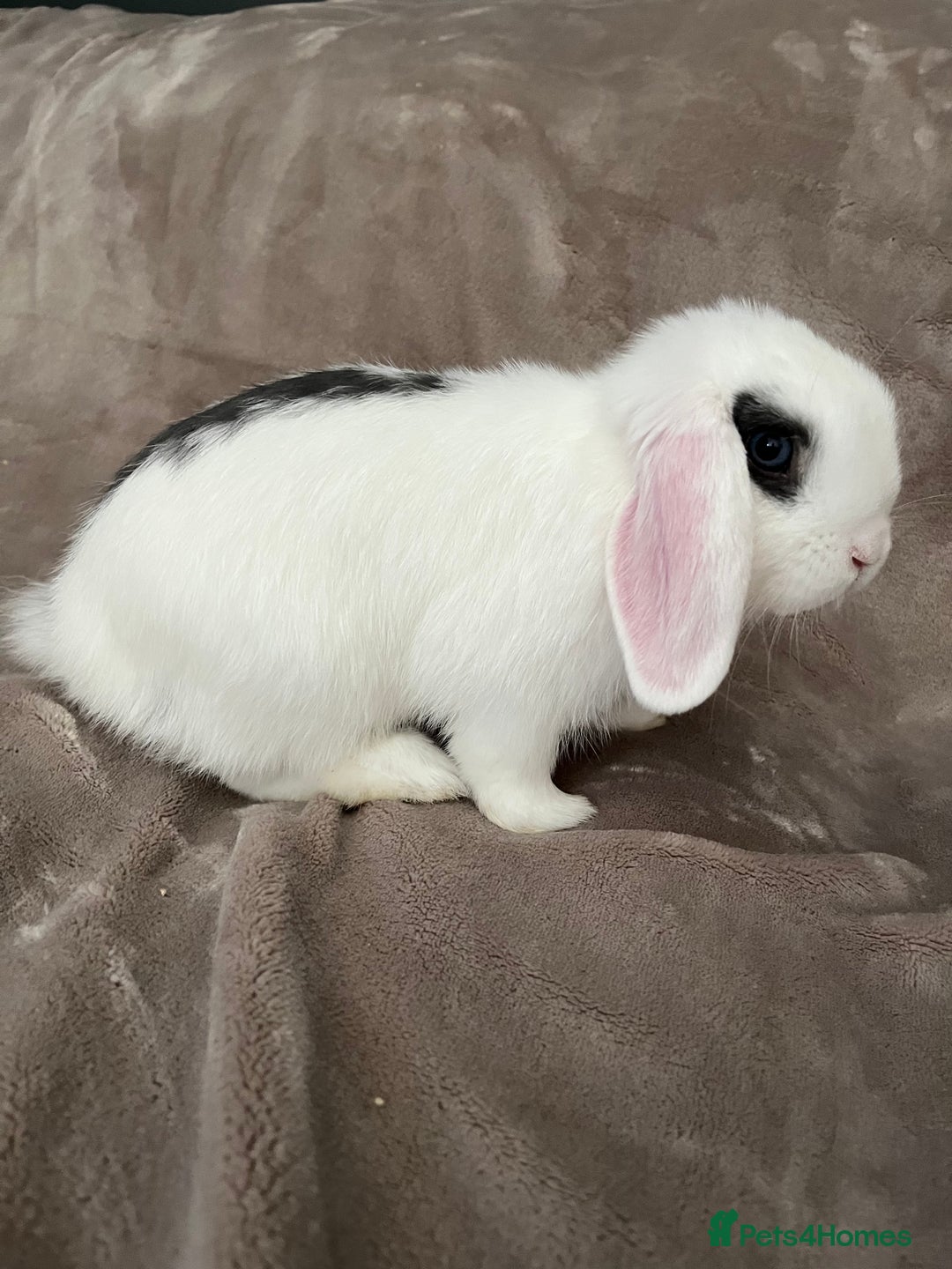 Mini Lop rabbits for sale: Mini lop for for sale - Image 3