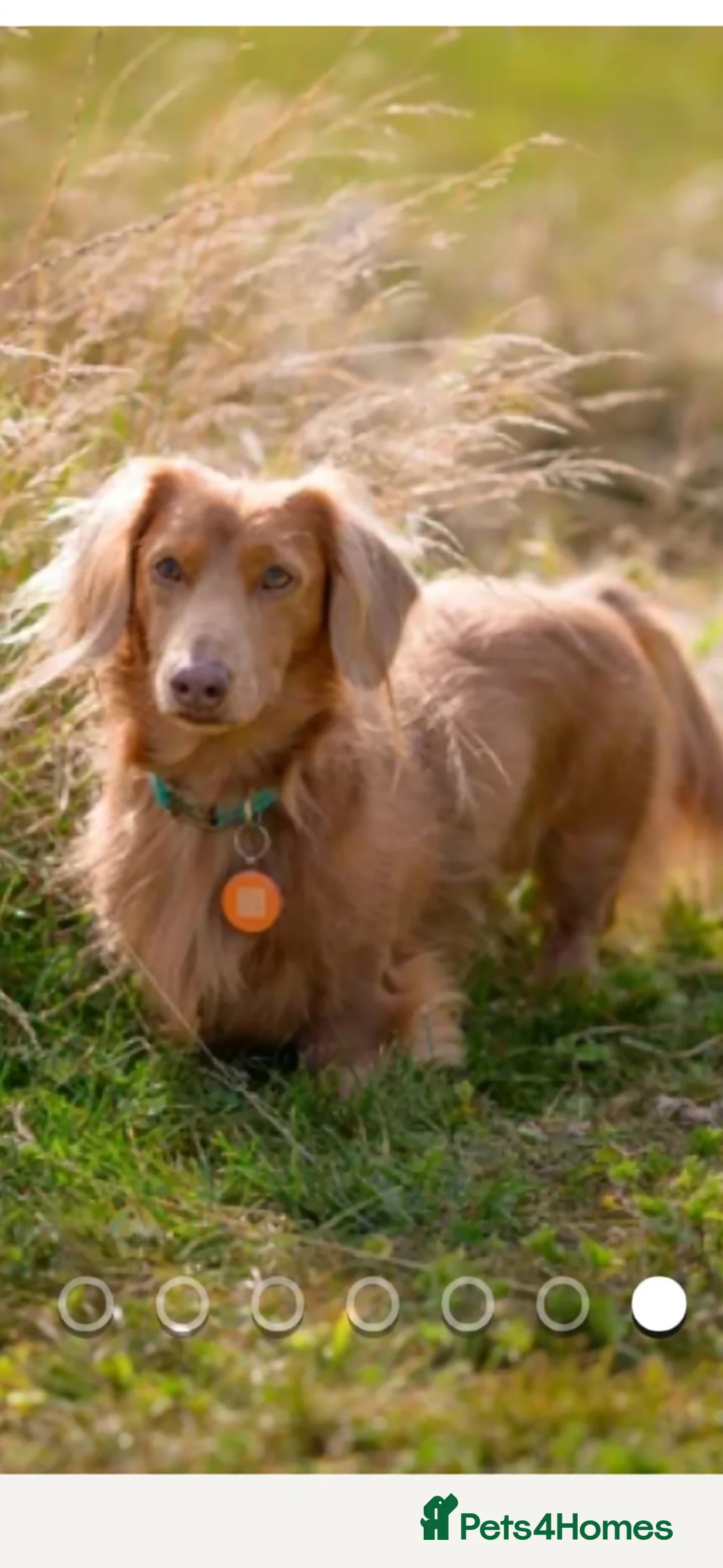 Miniature Dachshund dogs for sale: **Only 2 sweet boys left** - Advert 2