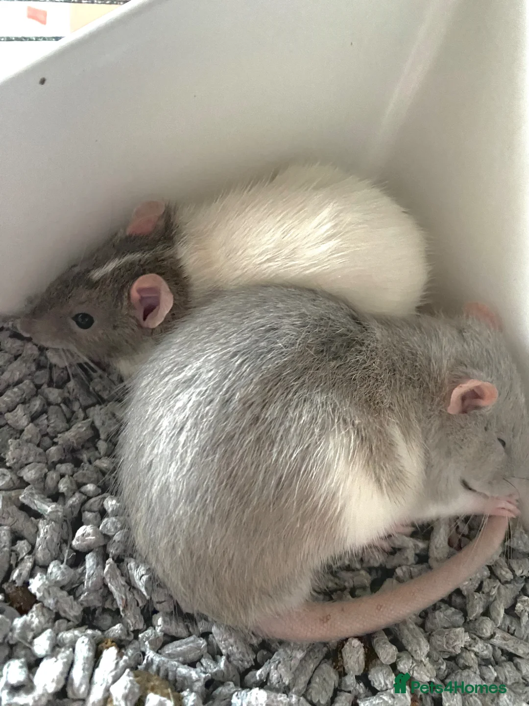 Rat rodents for sale: 2 Rats and Cage for Sale - Advert 2
