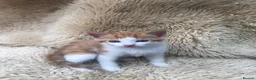 Mixed Breed cats for sale: Gorgeous ginger kittens - Advert 9