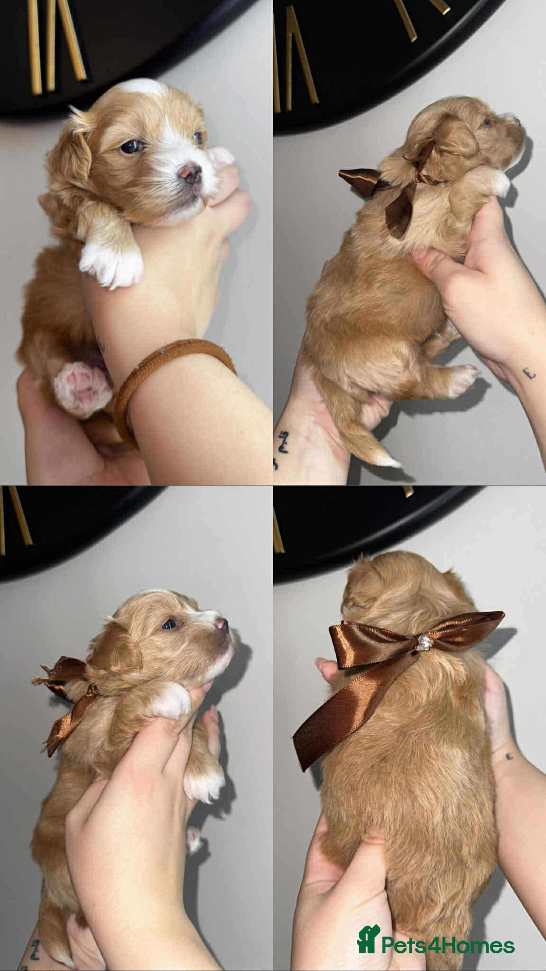 Maltipoo dogs for sale: F1 MALTIPOO BOY🩵🐶 - Image 6