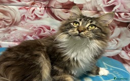 Maine Coon cats for sale: TICA Registered Maine Coon Kittens.  READY NOW  - Image 6