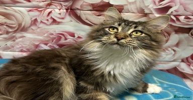 Maine Coon cats - Advert 11